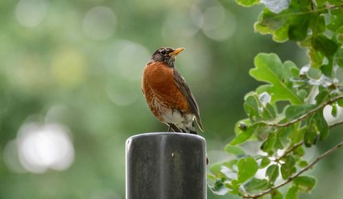 Close-up of bird perching on plant