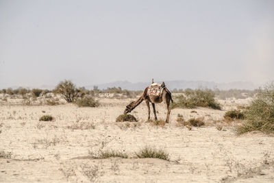 Camel standing on field against clear sky