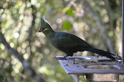 Close-up of bird perching on wall