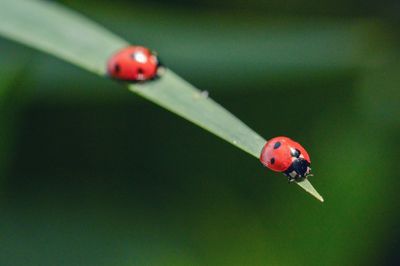 Close-up of ladybug on leaf