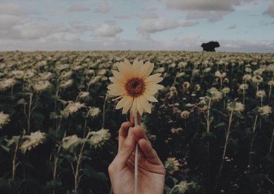 Cropped hand of person holding sunflower against sky