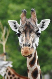 Portrait of giraffe