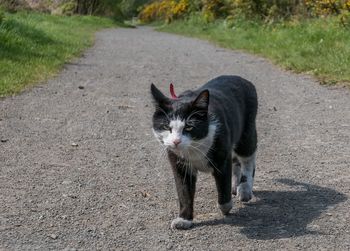 Portrait of cat on street