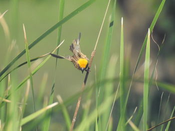 Close-up of bird perching on plant