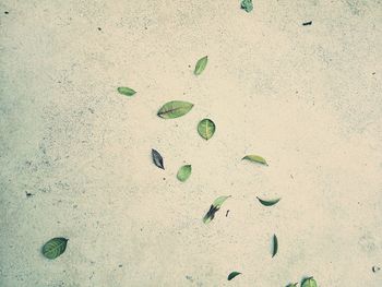 High angle view of footprints on sand