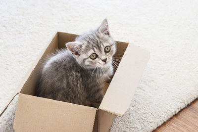 Portrait of cat sitting in box