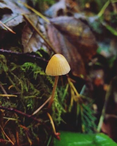 CLOSE-UP OF MUSHROOMS IN FOREST