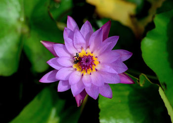 Close-up of pink flower blooming outdoors