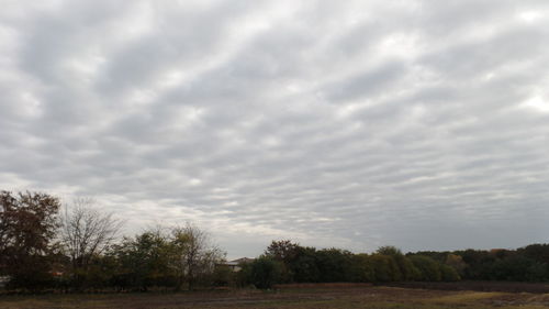 Trees against sky