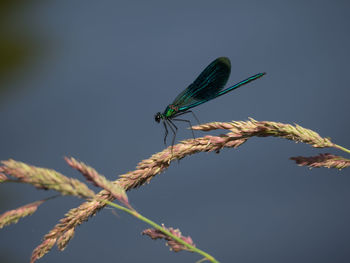 Butterfly perching on leaf