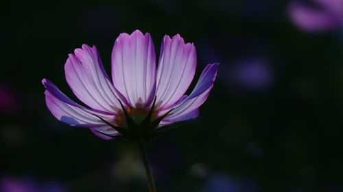 Close-up of pink flower against blurred background