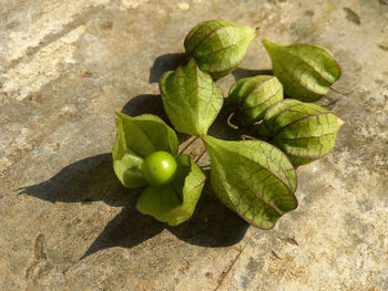 High angle view of fruit