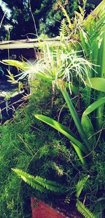 High angle view of plants growing on land