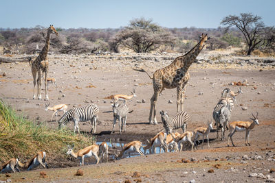 Springboks at waterhole with giraffes and zebras