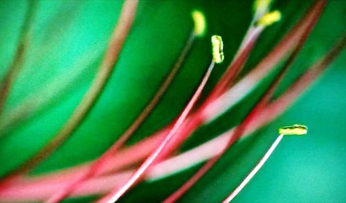 Full frame shot of multi colored leaf