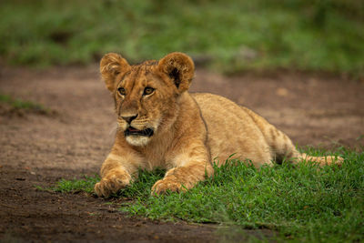 Portrait of a cat on ground