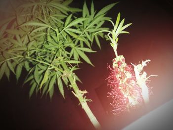 Close-up of plant against blurred background