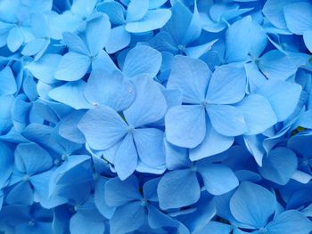 Full frame shot of blue hydrangea