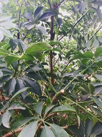 Close-up of fresh green plant