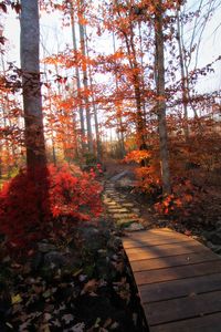 Narrow pathway along trees