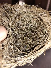 High angle view of bird in nest