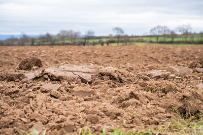 soil
