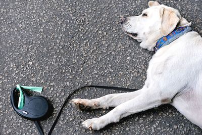 High angle view of labrador retriever sleeping on footpath