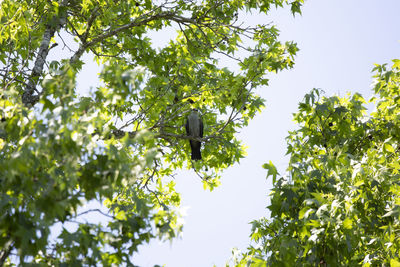 Low angle view of bird on branch against sky