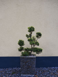 Plant against wall