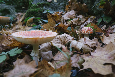 Close-up of mushrooms on dry leaves on field