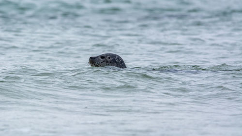 View of turtle swimming in sea