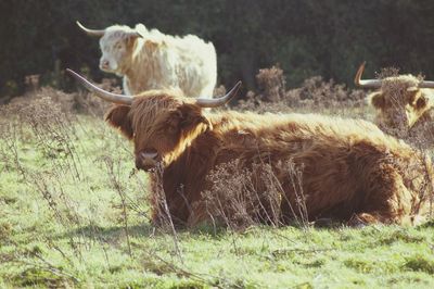 Highland cow in a field