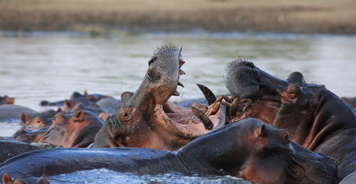 Hippopotamuses in lake