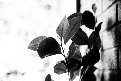 Close-up of leaves against sky