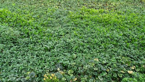 Full frame shot of fresh green field