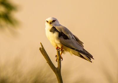 Close-up of bird perching on branch