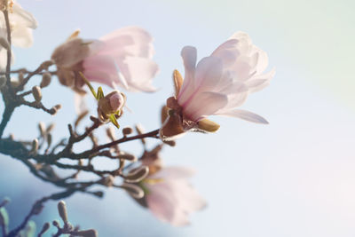 Close-up of fresh flowers against clear sky