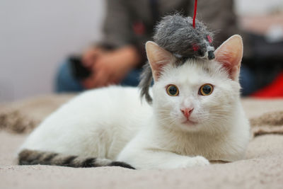 Close-up portrait of cat on bed