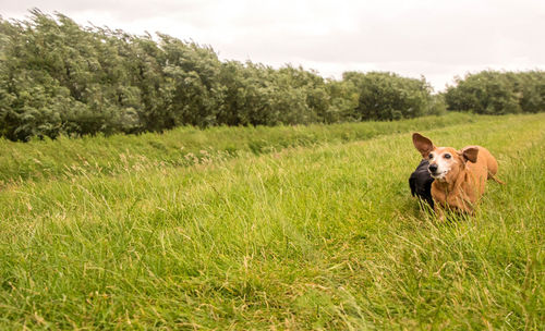 Dog in a field