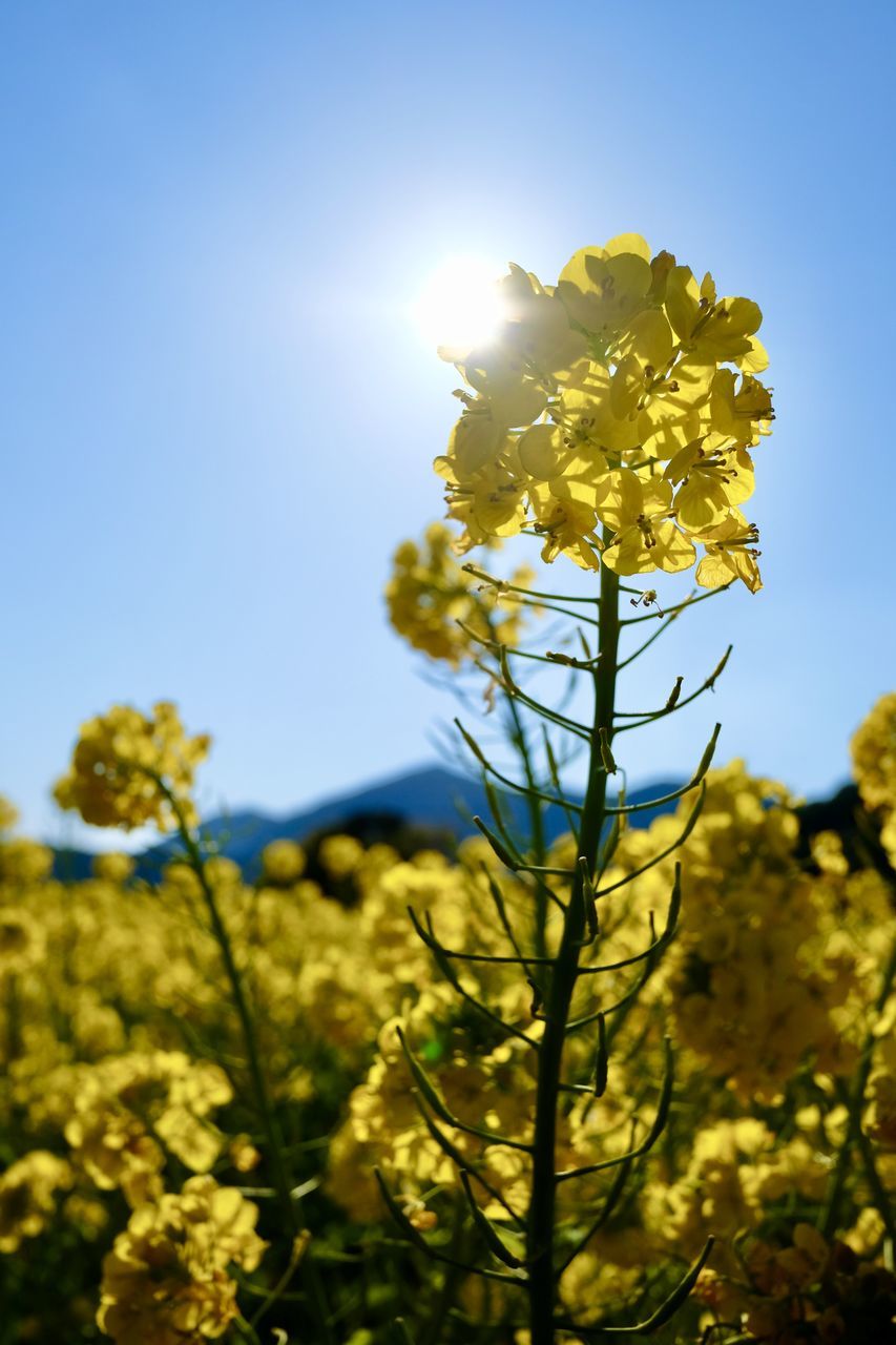 yellow, plant, rapeseed, sunlight, sky, flower, beauty in nature, nature, flowering plant, growth, freshness, produce, blue, landscape, food, springtime, field, land, environment, canola, clear sky, rural scene, sun, no people, agriculture, mustard, blossom, outdoors, sunny, vibrant color, back lit, tree, day, vegetable, scenics - nature, sunbeam, wildflower, focus on foreground, summer, tranquility, fragility, close-up, crop, flower head, oilseed rape, meadow, low angle view, inflorescence