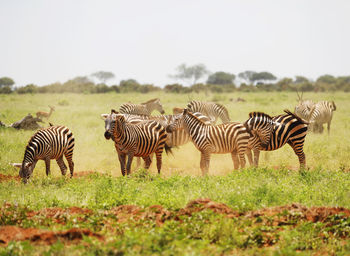 Zebra zebras on field