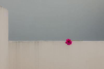 White wall with fuchsia flower in a sun lit balcony
