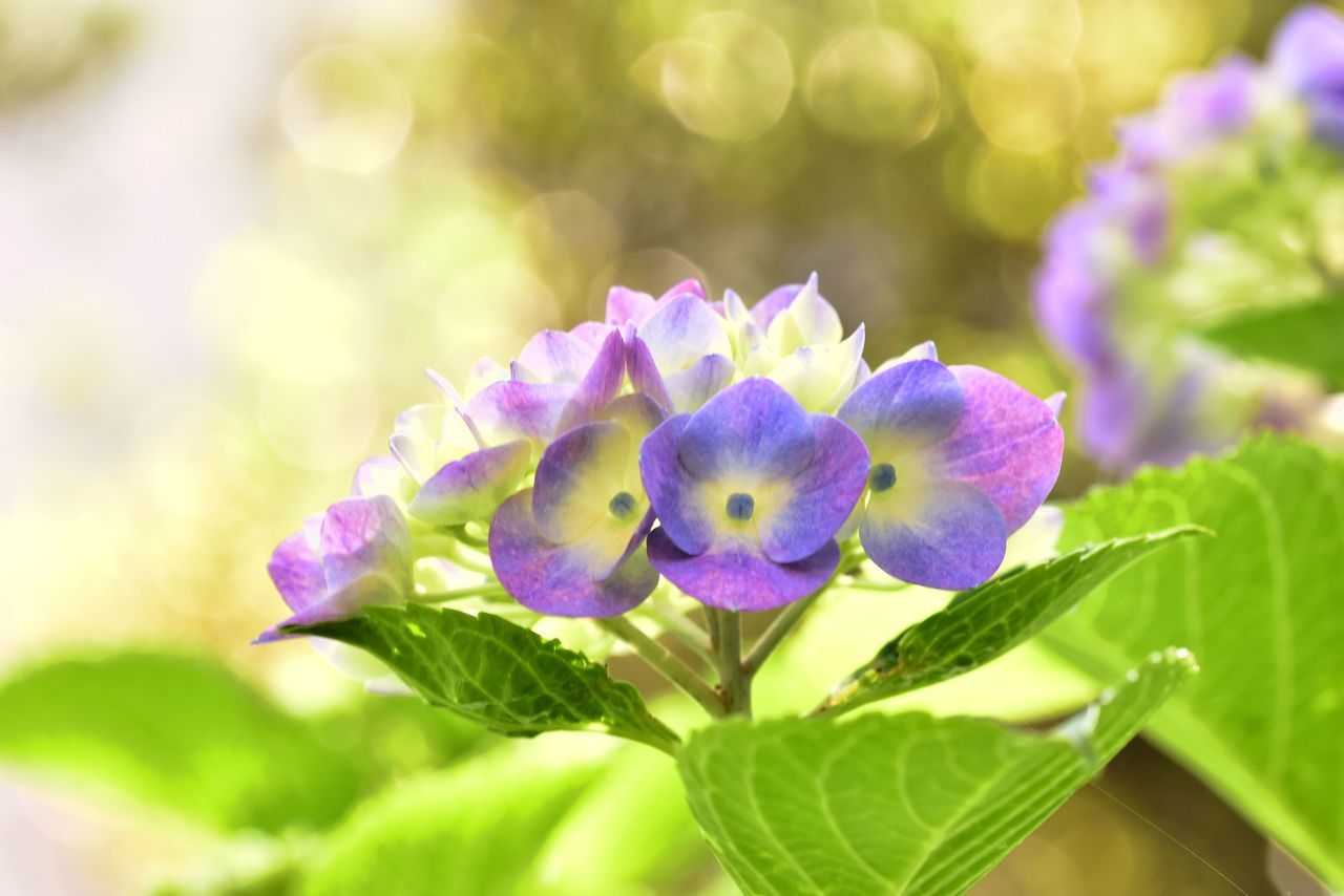 flower, flowering plant, freshness, plant, vulnerability, purple, fragility, beauty in nature, petal, close-up, growth, plant part, leaf, flower head, inflorescence, nature, no people, selective focus, day, green color