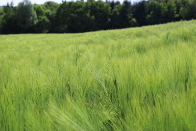 Scenic view of wheat field