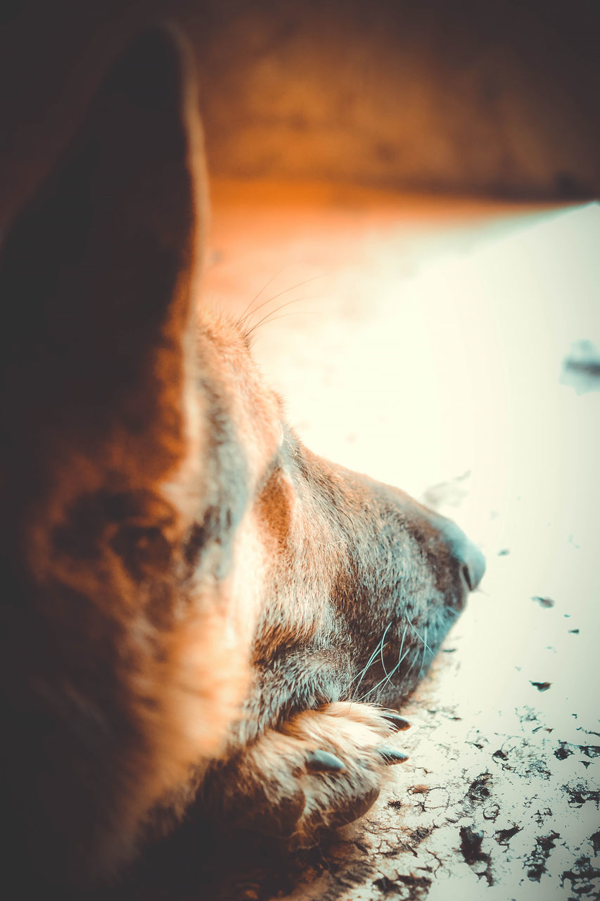 CLOSE-UP OF A DOG LYING