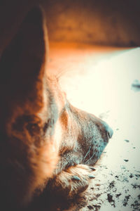 Close-up of a dog sleeping