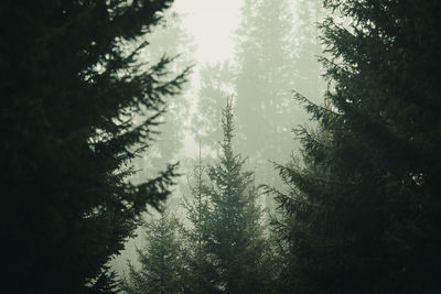 Low angle view of pine trees in forest