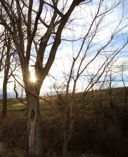 Sun shining through trees