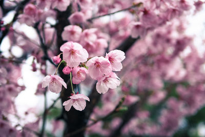 Close-up of pink flowers on branch