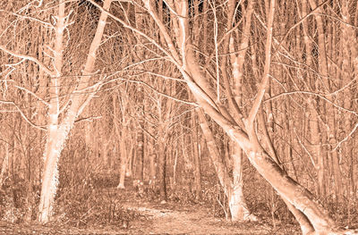 View of bare trees in forest